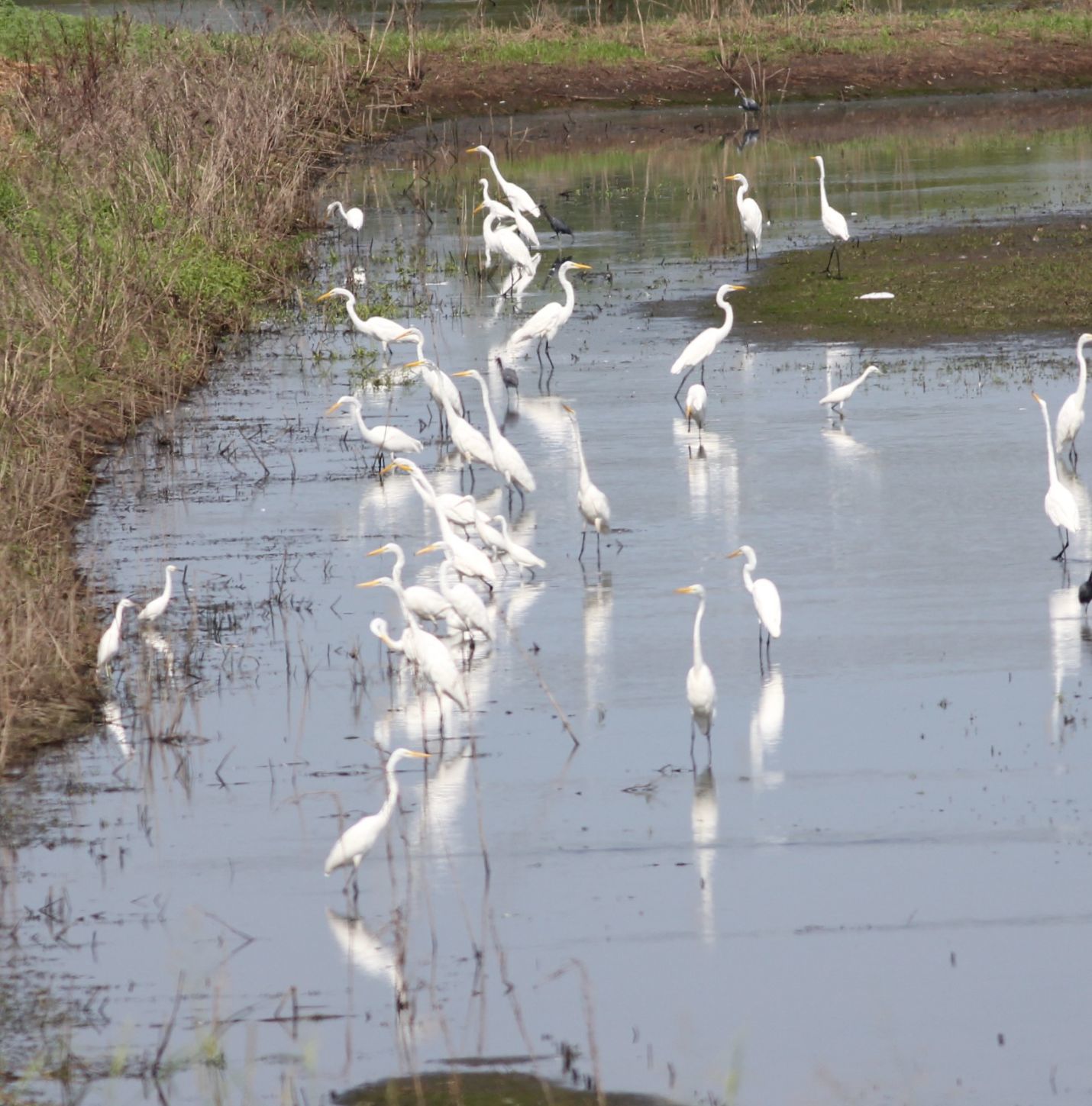 Big Muddy